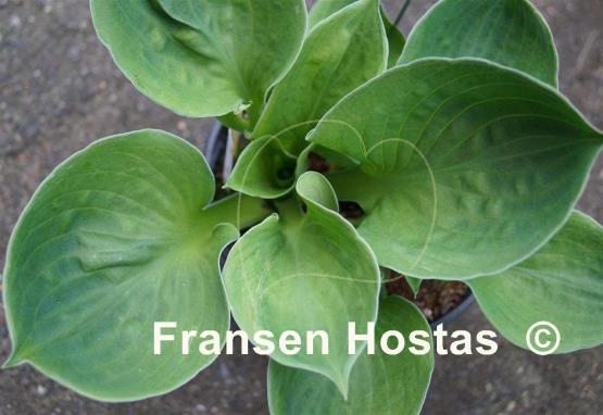 Hosta Monster Ears - Fransen Hostas